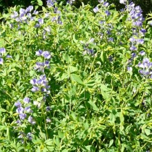 Baptisia australis