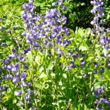 Baptisia australis