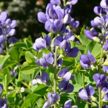 Baptisia australis