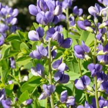 Baptisia australis