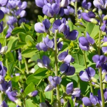 Baptisia australis