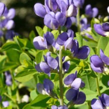 Baptisia australis