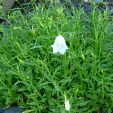 Campanula cochleariifolia 'White'