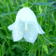 Campanula cochleariifolia 'White'