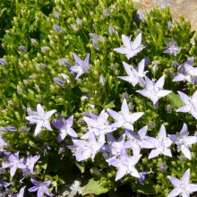 Campanula garganica