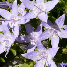 Campanula garganica