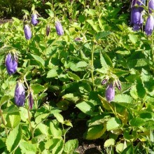Campanula punctata 'Sarastro'