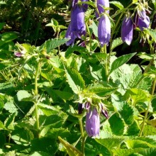 Campanula punctata 'Sarastro'
