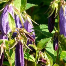 Campanula punctata 'Sarastro'