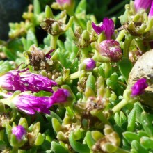 Delosperma