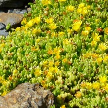 Delosperma deschampsii