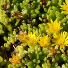 Delosperma deschampsii