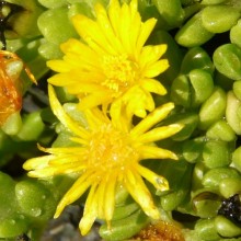 Delosperma deschampsii