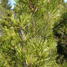 Pinus x pseudopumilio