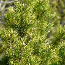 Pinus x pseudopumilio