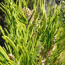 Pinus x pseudopumilio