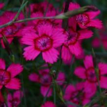 Dianthus deltoides 'Nelli'