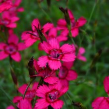 Dianthus deltoides 'Nelli'