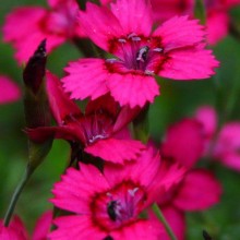 Dianthus deltoides 'Nelli'