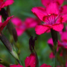 Dianthus deltoides 'Nelli'