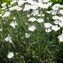 Dianthus gratianopolitanus 'Schneelicht'