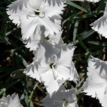 Dianthus gratianopolitanus 'Schneelicht'