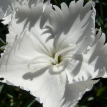 Dianthus gratianopolitanus 'Schneelicht'