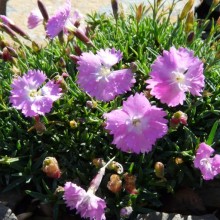 Dianthus myrtinervius