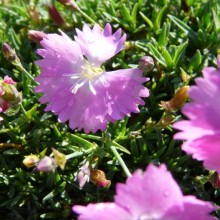Dianthus myrtinervius
