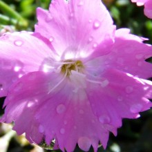 Dianthus myrtinervius