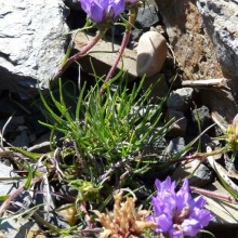 Edraianthus graminifolius