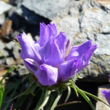 Edraianthus graminifolius