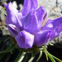 Edraianthus graminifolius