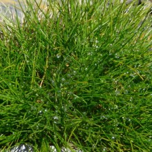 Festuca gautieri