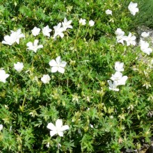 Geranium sanguineum 'Album'