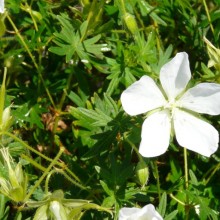 Geranium sanguineum 'Album'