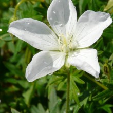 Geranium sanguineum 'Album'