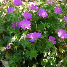 Geranium sanguineum 'Max Frei'
