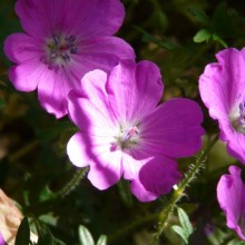 Geranium sanguineum 'Max Frei'
