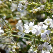 Gypsophila repens 'Alba'