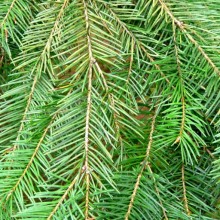 Pseudotsuga menziesii