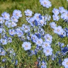 Linum perenne