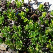 Lithodora diffusa 'Grace Ward'