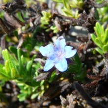 Lithodora diffusa 'Grace Ward'