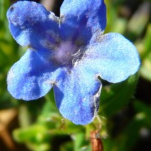 Lithodora diffusa 'Grace Ward'
