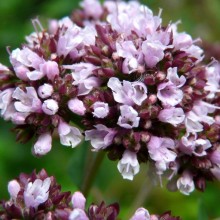 Origanum vulgare