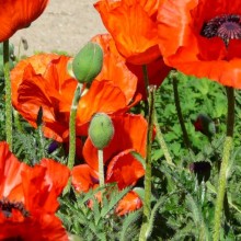 Papaver orientale 'Dwarf Allegro'