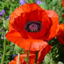 Papaver orientale 'Dwarf Allegro'