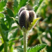 Papaver orientale 'Royal Wedding'