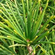 Sciadopitys verticillata